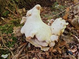 Osteina obducta