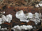 Skeletocutis carneogrisea