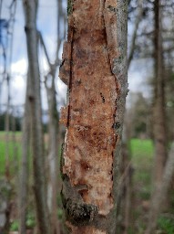 Vuilleminia coryli