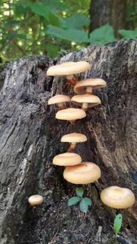 Kuehneromyces mutabilis