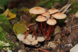 Gymnopus erythropus