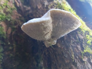 Trametes suaveolens