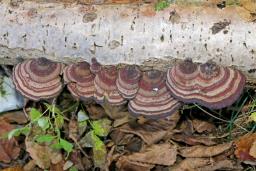 Daedaleopsis tricolor