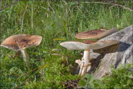 Echinoderma asperum
