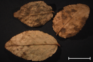 Naohidemyces vacciniorum