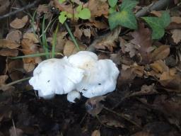 Tricholoma columbetta