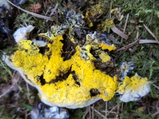 Hypomyces chrysospermus