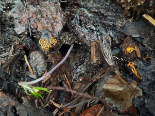 Hemitrichia serpula