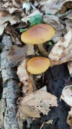 Conocybe aporos