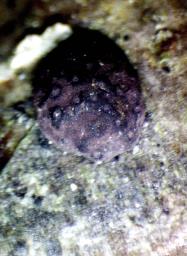 Hypoxylon fuscum