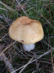 Russula ochroleuca
