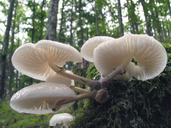 Mucidula mucida