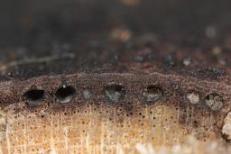 Eutypa maura