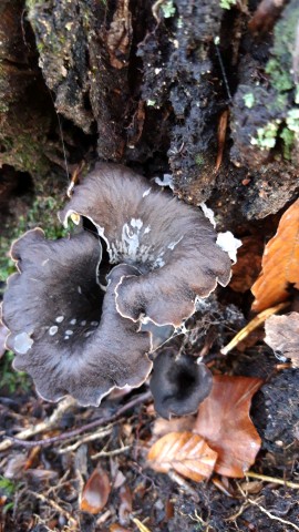 Craterellus cornucopioides