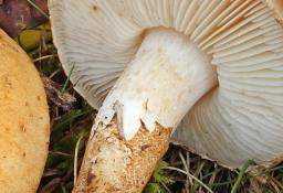 Chamaemyces fracidus