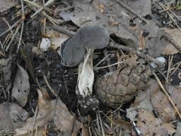 Helvella solitaria