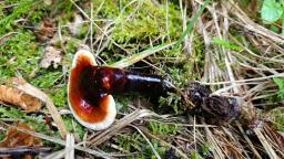 Ganoderma valesiacum