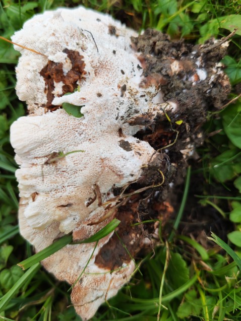 Abortiporus biennis
