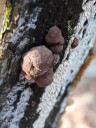 Hypoxylon fuscum