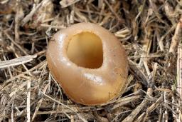 Peziza vesiculosa