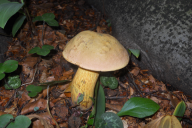 Suillellus luridus