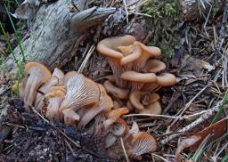 Lentinellus cochleatus