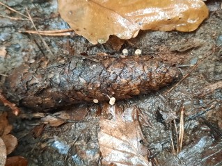 Baeospora myosura