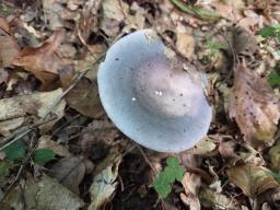 Russula grisea