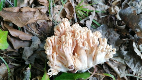 Ramaria formosa