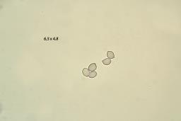 Cephalotrichum stemonitis