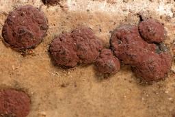 Hypoxylon fuscum