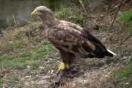 Haliaeetus albicilla