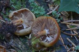 Kuehneromyces lignicola