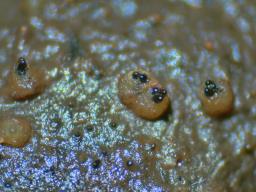 Ascobolus immersus
