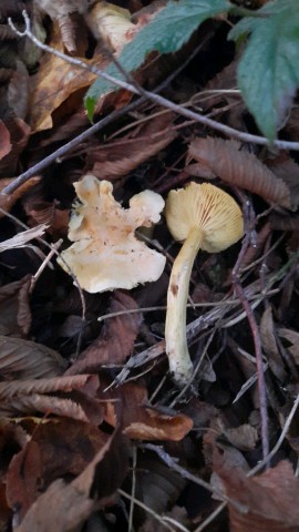 Tricholoma sulphureum