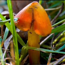 Hygrocybe conica