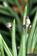 Sacchiphantes abietis