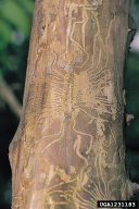 Scolytus scolytus