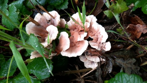 Abortiporus biennis