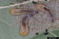 Caliroa cinxia