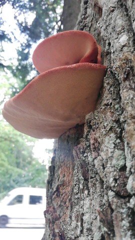 Fistulina hepatica