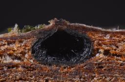 Massaria ulmi
