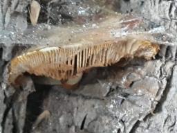 Cyclocybe cylindracea