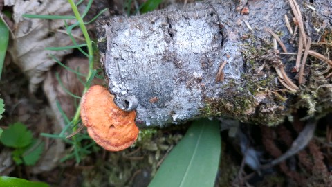 Pycnoporus cinnabarinus
