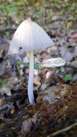 Coprinellus domesticus