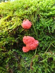 Tubifera