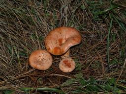 Lactarius deliciosus