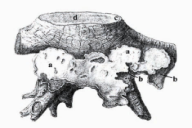 Heterobasidion annosum