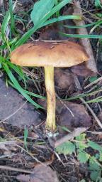 Cortinarius croceus