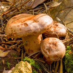 Lactarius quietus